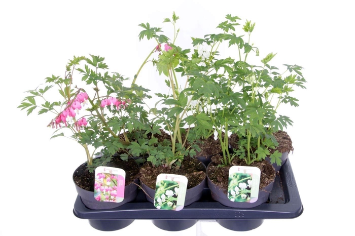<h4>Dicentra spectabilis mix</h4>