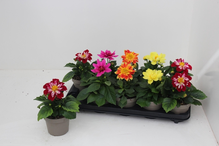 <h4>DAHL L ME GEM</h4>