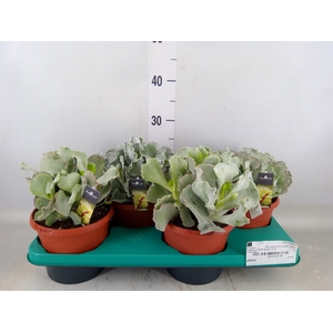 Cotyledon undulata