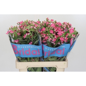 Oxypetalum Bridal Diana