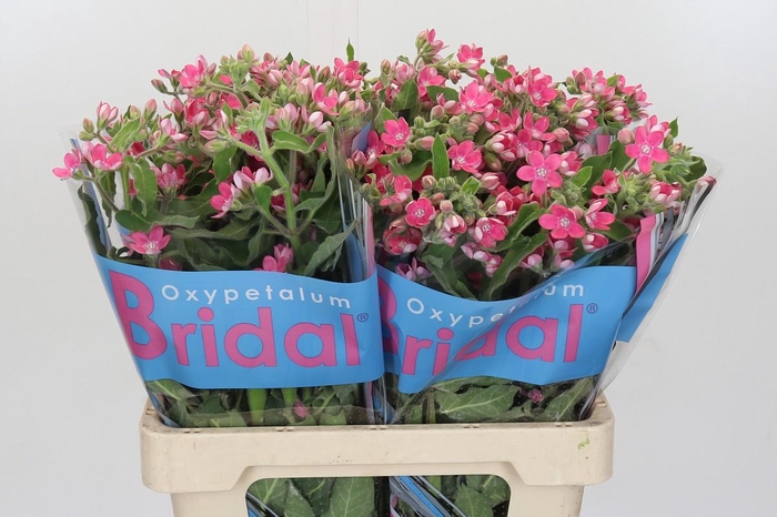 Oxypetalum Bridal Diana