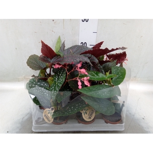 Begonia BD   ...