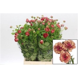 Ranunculus Butterfly Musa