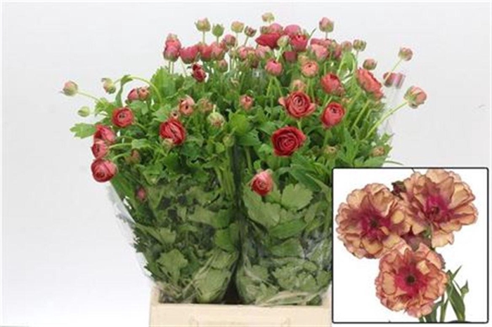 <h4>Ranunculus Butterfly Musa</h4>