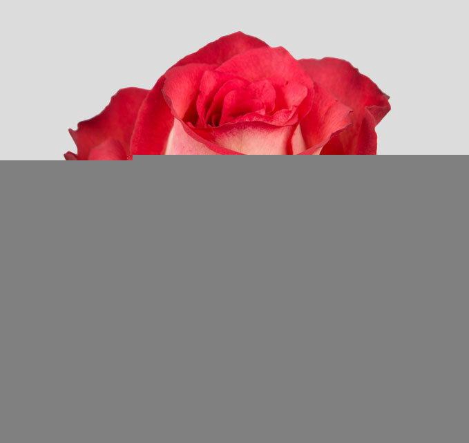 <h4>R GR IGUAZU</h4>