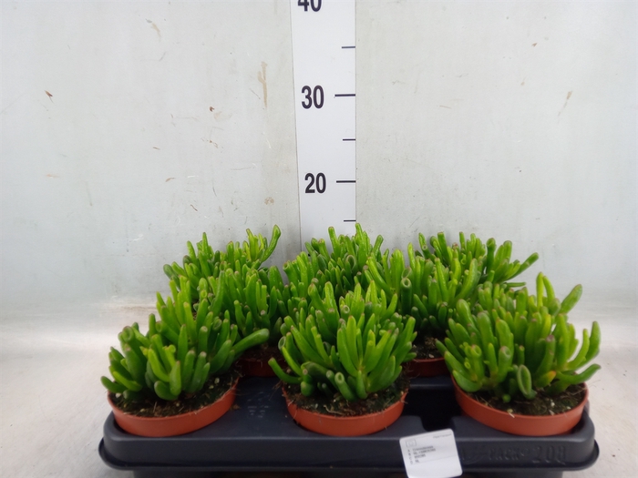 <h4>Crassula ovata 'Hobbit'</h4>