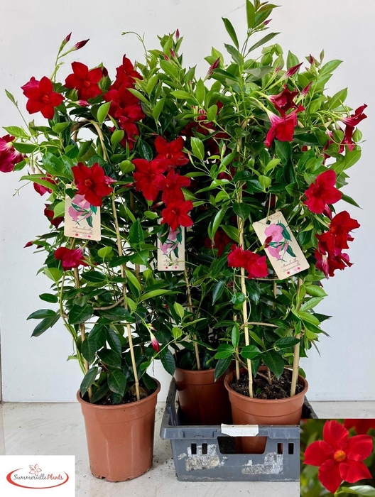 <h4>MANDE RIO GRANDE SCA</h4>