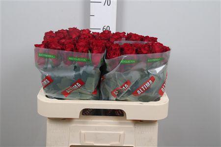 <h4>R Gr Madam Red</h4>