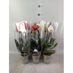 Phalaenopsis  'Elegant Cascade'