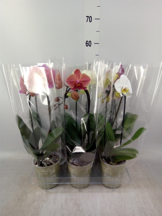 <h4>Phalaenopsis  'Elegant Cascade'</h4>