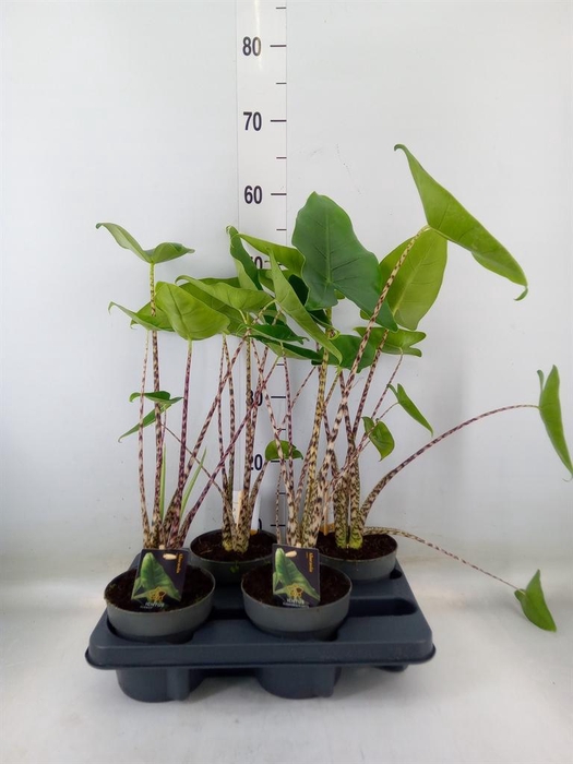 <h4>Alocasia zebrina</h4>