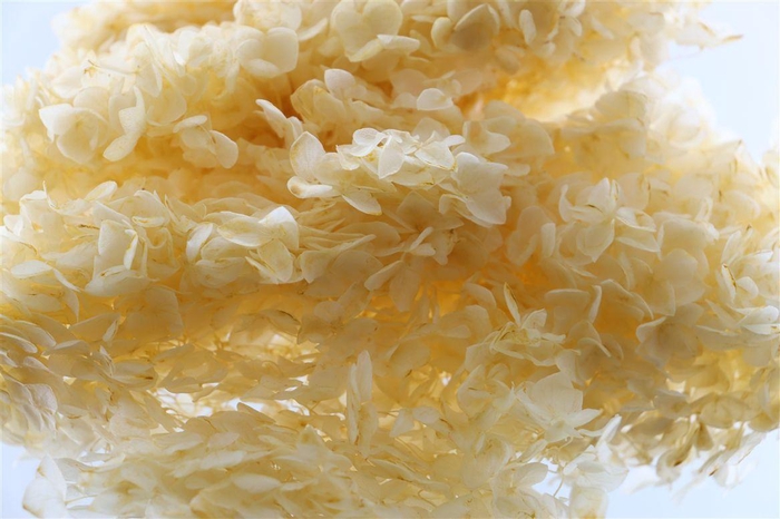 <h4>Pres Hydrangea Soft Yellow Bunch</h4>