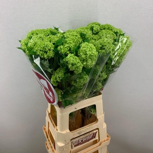 Viburnum Greenhouse 4 Kop Mediaverdi