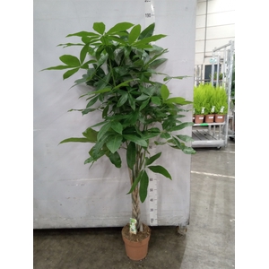 Pachira aquatica