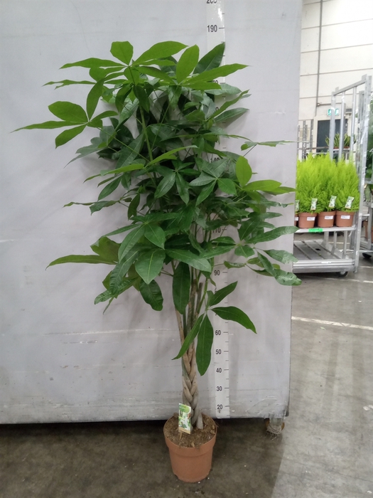 <h4>Pachira aquatica</h4>