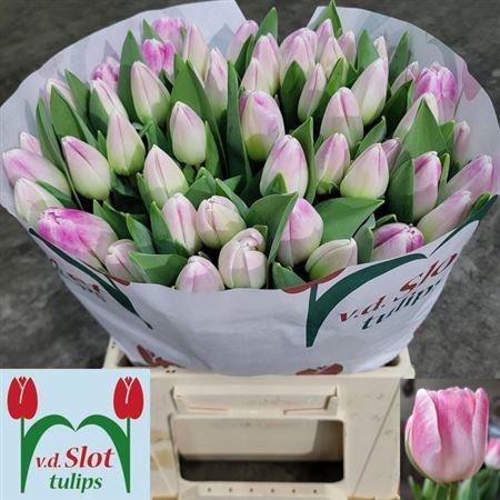 <h4>Tu En Deborah</h4>