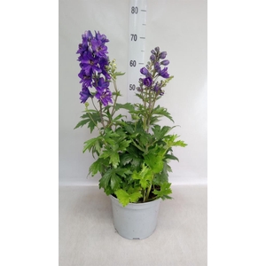 Delphinium   ...