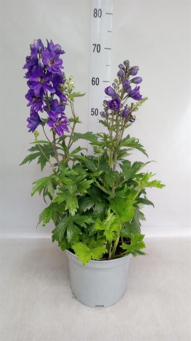 <h4>Delphinium   ...</h4>