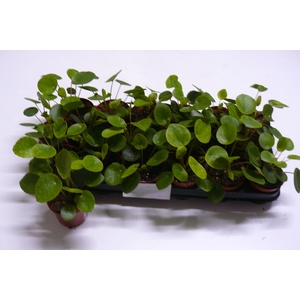 PILEA PEPEROMIOIDES