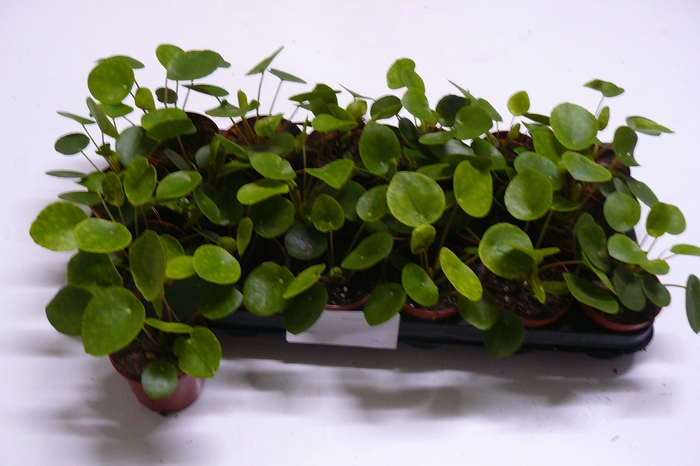 <h4>PILEA PEPEROMIOIDES</h4>