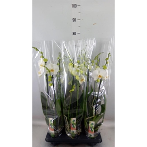 Phalaenopsis   ...white
