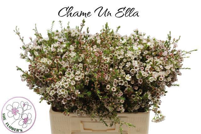 <h4>CHAME UN ELLA</h4>