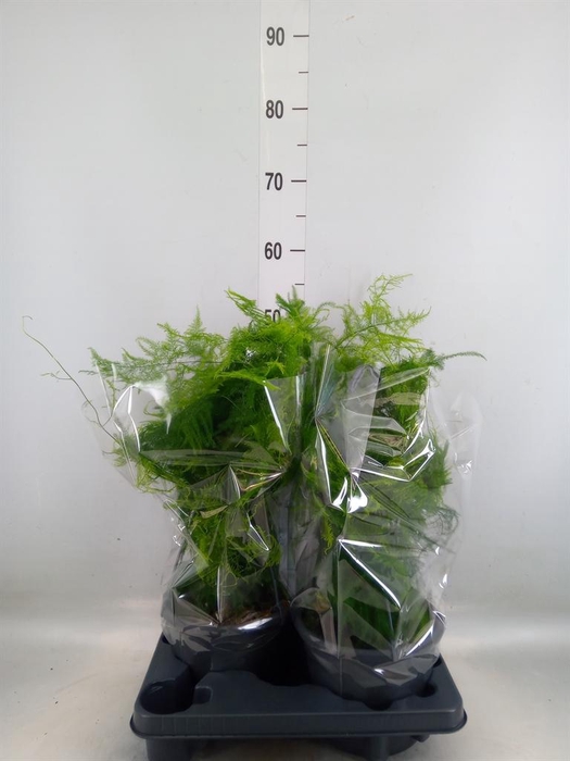 <h4>Asparagus setaceus</h4>