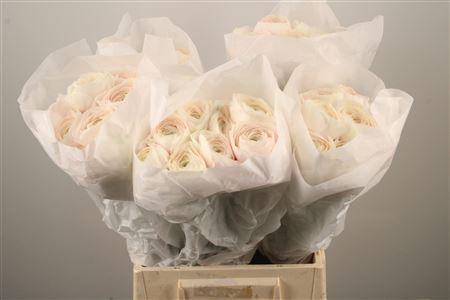 <h4>Ran Su Hanoi</h4>