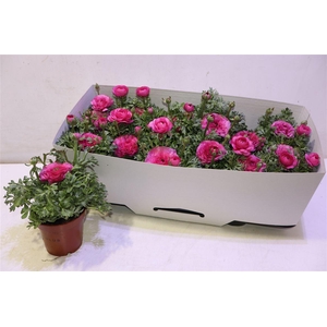 arr8 Ranun Sprink Pink