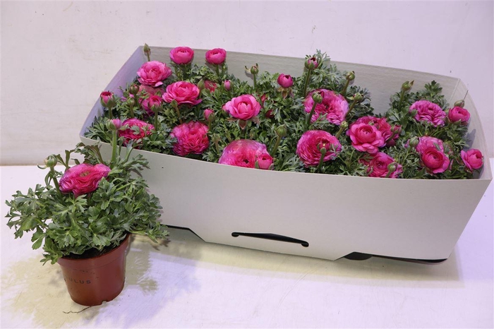 <h4>arr8 Ranun Sprink Pink</h4>