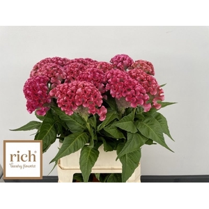 Celosia Unlimit Coral Rich