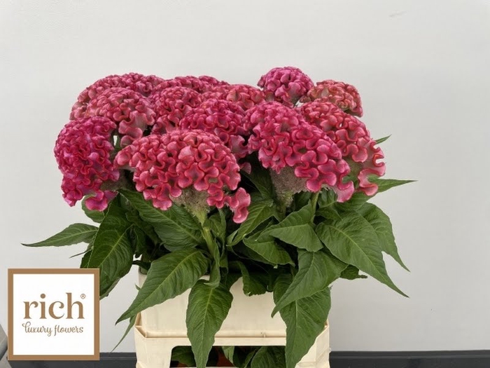 <h4>Celosia Unlimit Coral Rich</h4>