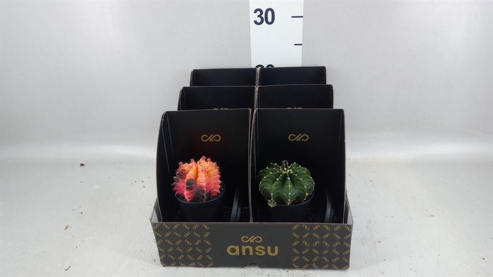<h4>Cactus   ...</h4>