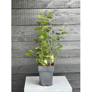 Carpinus betulus P17
