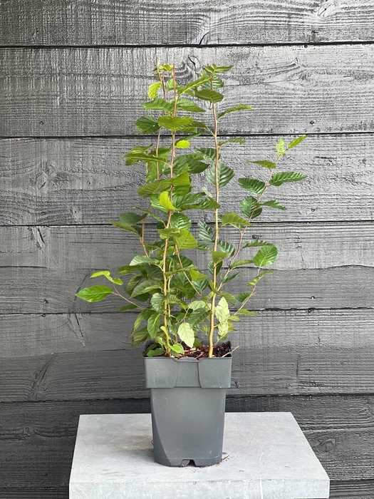 <h4>Carpinus betulus P17</h4>