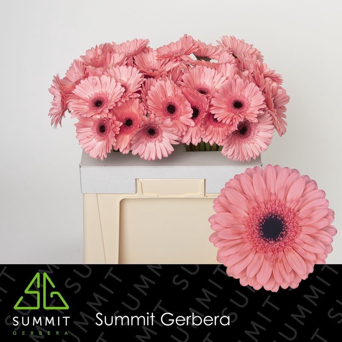 Gerbera Scala Water