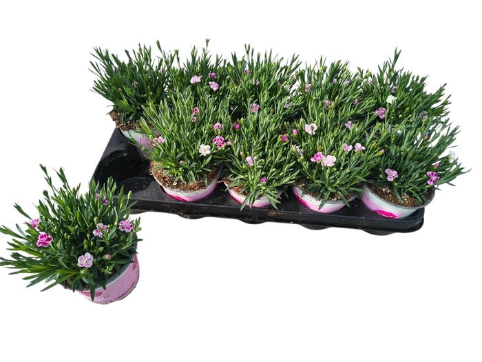 <h4>Dian Di Pink Kisses</h4>