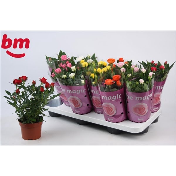 <h4>Rosa Beau Monde gemengd 10,5 cm met 1 rood in de tray</h4>