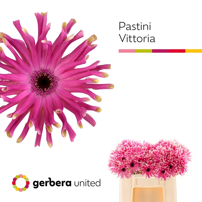 <h4>GE KV PASTINI VITTOR</h4>
