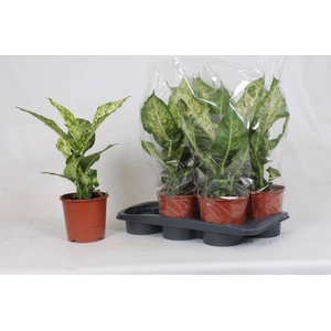 Dieffenbachia Mars 17Ø 55cm
