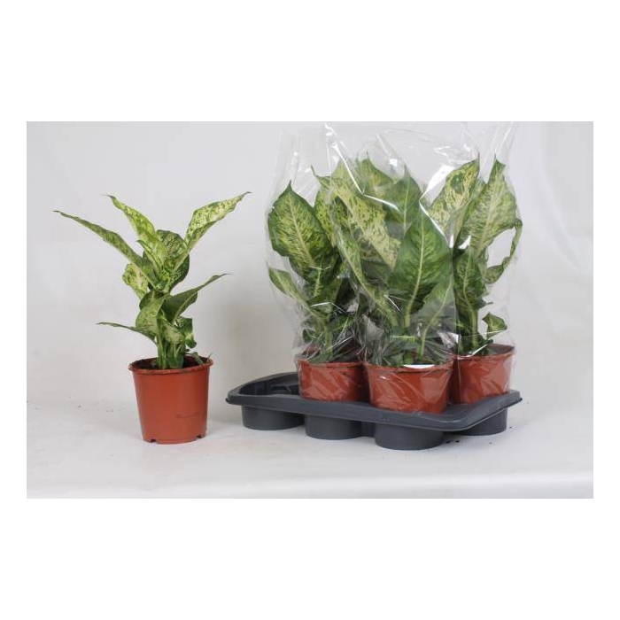 <h4>Dieffenbachia Mars 17Ø 55cm</h4>