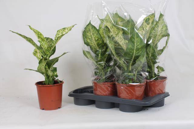 Dieffenbachia Mars 17Ø 55cm