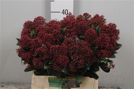 <h4>Skim J Rubella Bs</h4>