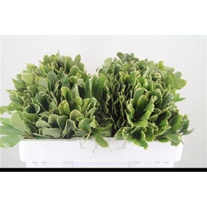 PITTOSPORUM ILAN