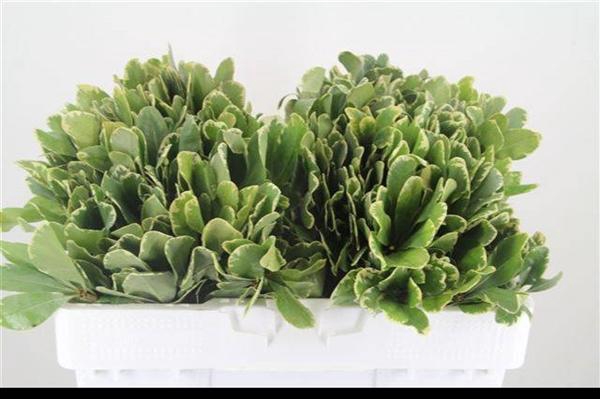 <h4>PITTOSPORUM ILAN</h4>