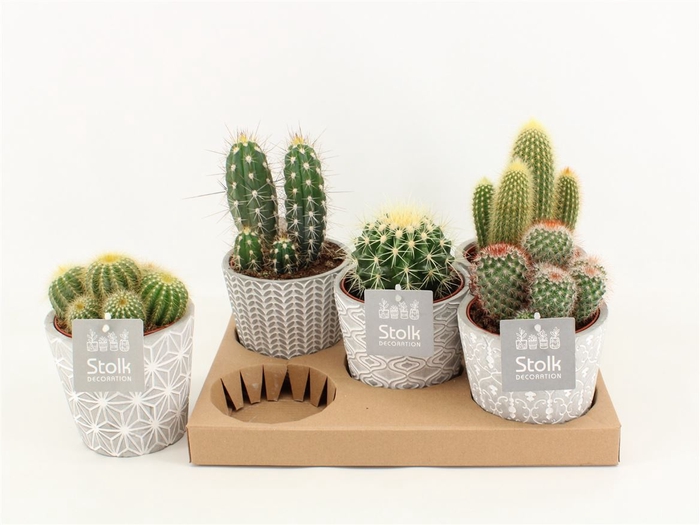 <h4>Cactus Gemengd Keramiek Star</h4>