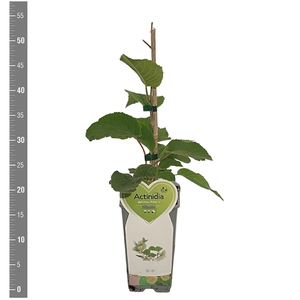 Kleinfruit Actinidia d. Atlas, 2 liter