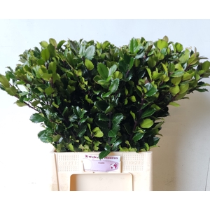 ILEX BL M BLU PRINCE