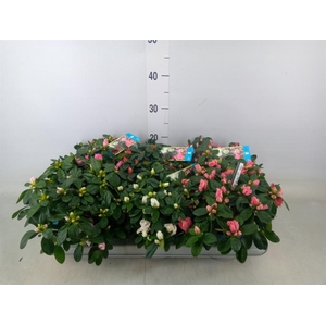 Rhododendron sim. 'Hellmut V' .mix6