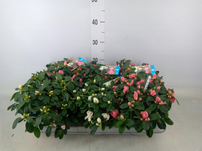 <h4>Rhododendron sim. 'Hellmut V' .mix6</h4>